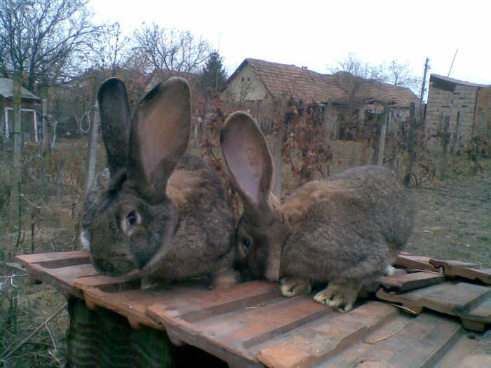 20112011(018); ureche de peset 20 cm
