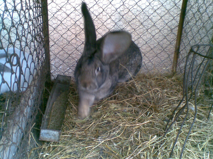 tot ea la peste 8 kg