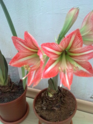 amaryllis - Flori 2011