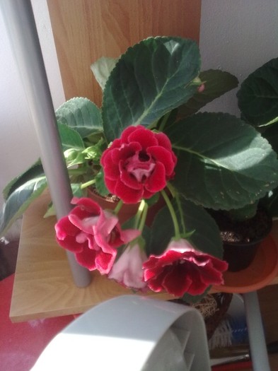 gloxinia