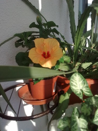 hibiscus - Flori 2011