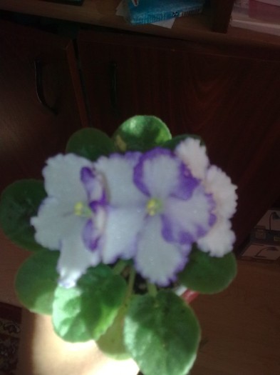 violeta - Flori 2011