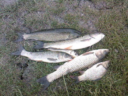 cteno aug 2011 - zz - fishing - colectia de monstri