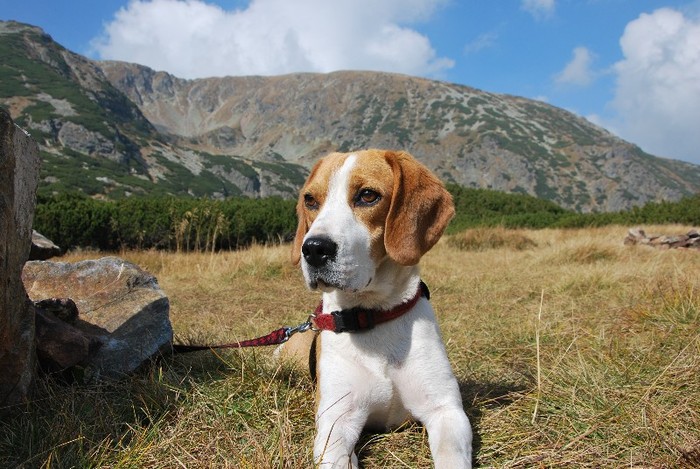 DSC_0258 - CATEUL BEAGLE PE MUNTE