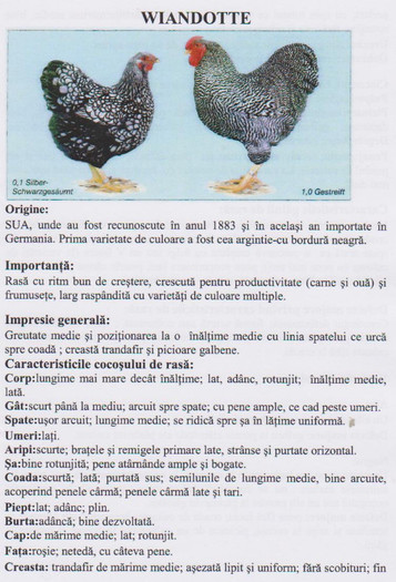 wyandote 1 - Standard rase pasari