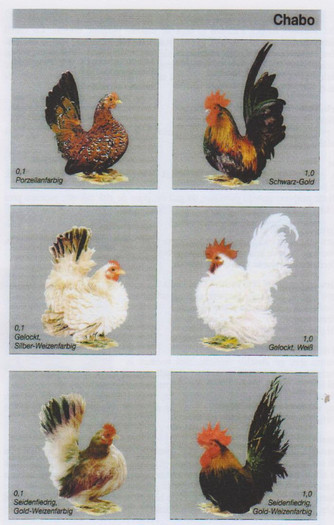 chabo 4 - Standard rase pasari