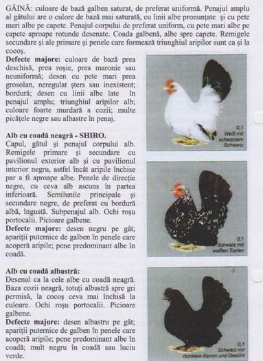 chabo 6 - Standard rase pasari