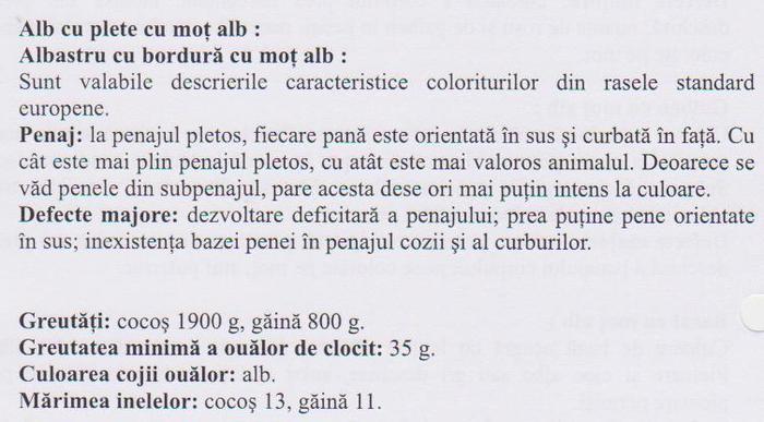 motata olandeza 3 - Standard rase pasari