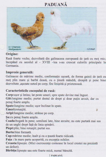 paduana 1