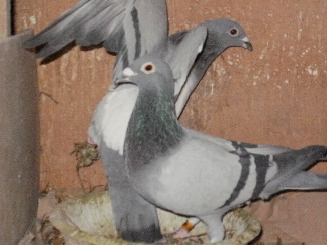 pigeon sarac 010 - porumbei  matca