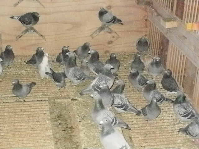 pigeon sarac 026 - porumbeii mei