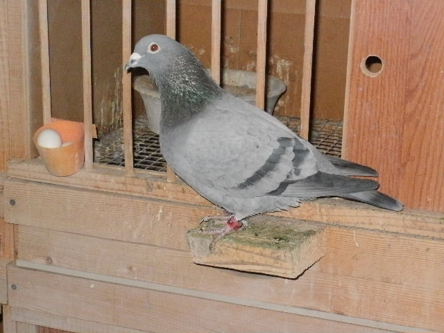 pigeon sarac 027 - porumbeii mei
