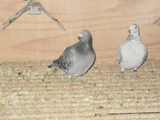 pigeon sarac 029 - porumbeii mei