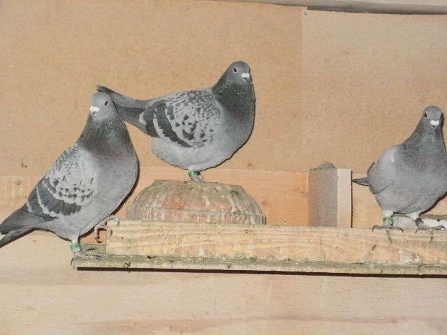 pigeon sarac 030 - porumbeii mei