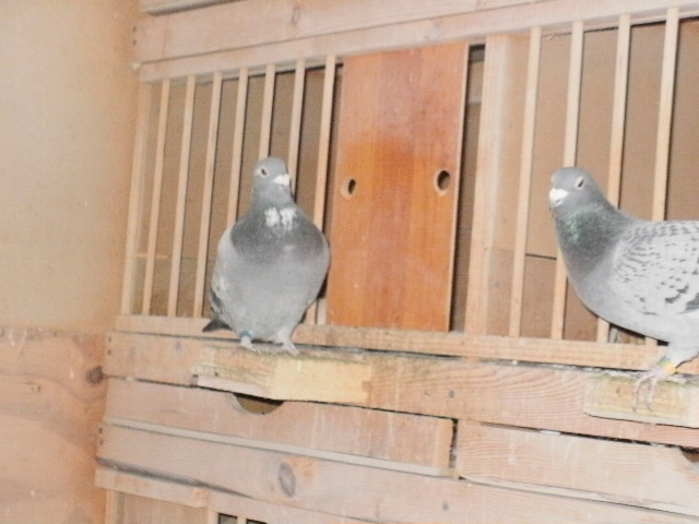 pigeon sarac 032