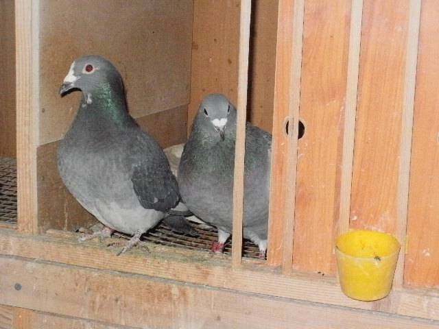 pigeon sarac 034