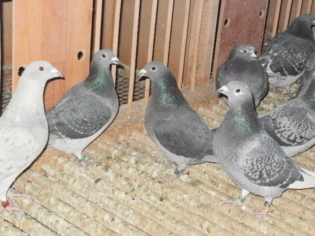 pigeon sarac 038