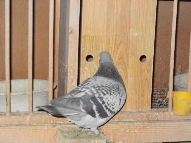 pigeon sarac 043