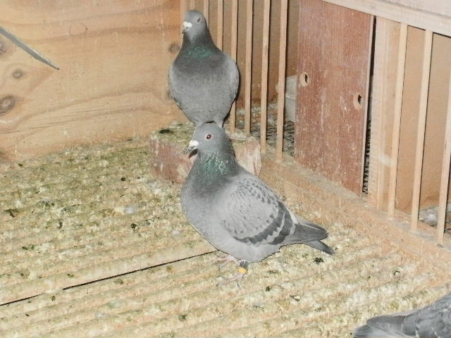 pigeon sarac 047