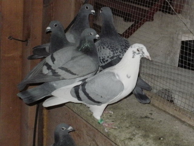 pigeon sarac 050