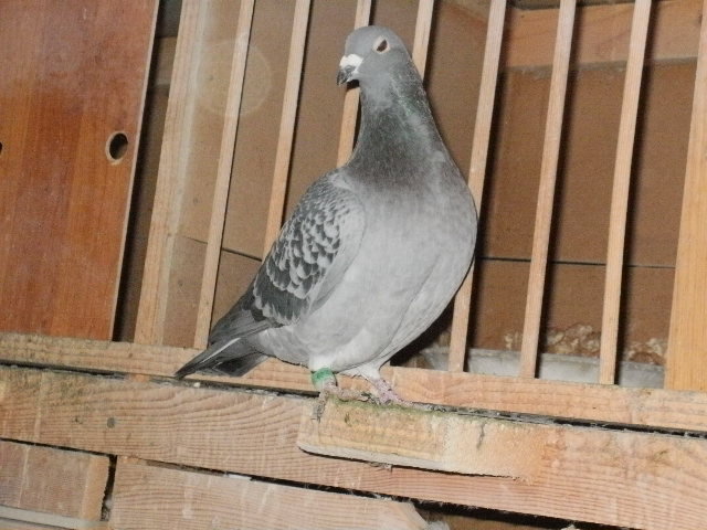 pigeon sarac 052