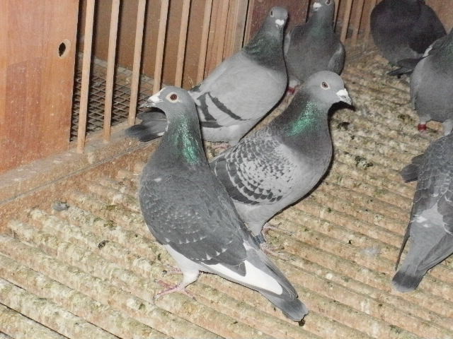 pigeon sarac 057