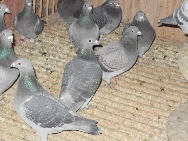 pigeon sarac 058