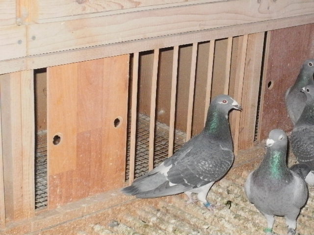 pigeon sarac 059