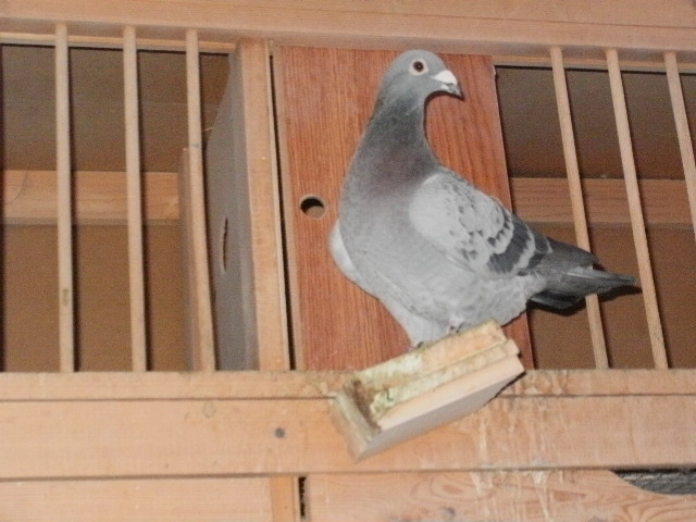 pigeon sarac 060