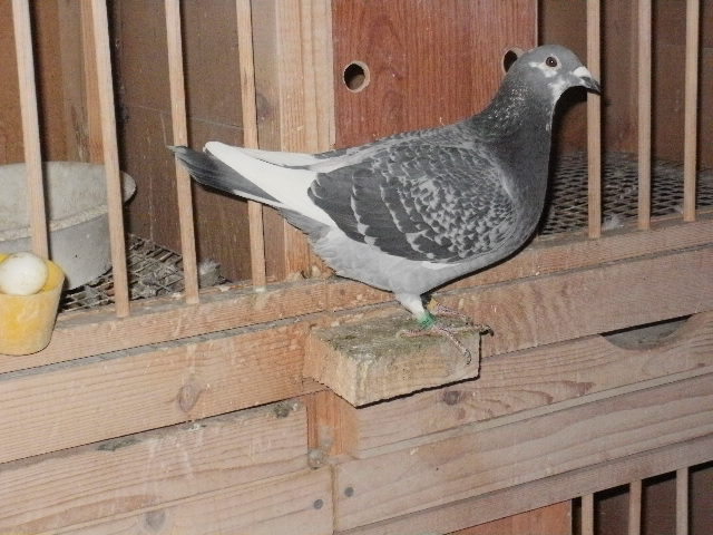 pigeon sarac 061