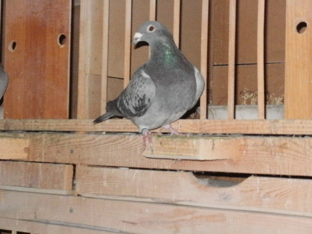 pigeon sarac 064 - porumbeii mei