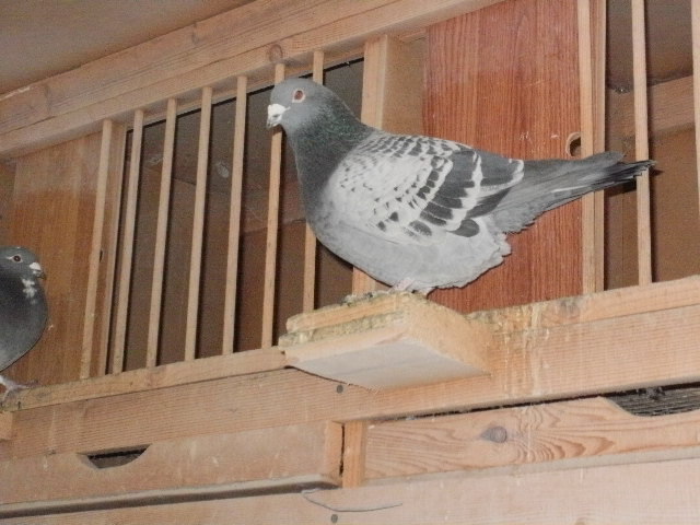 pigeon sarac 065 - porumbeii mei