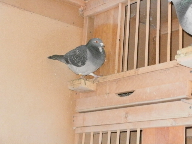 pigeon sarac 066