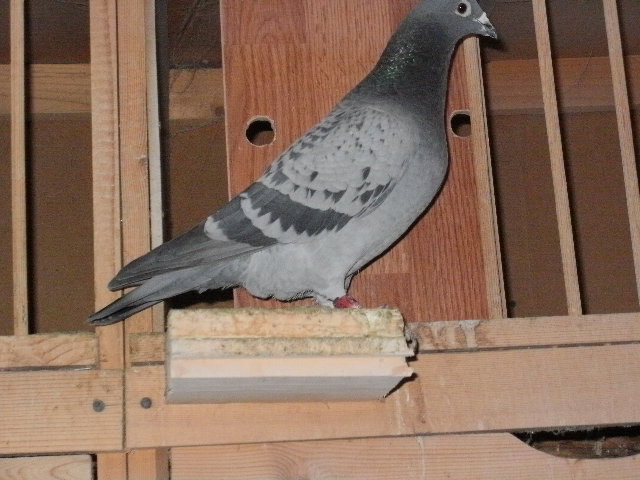 pigeon sarac 068 - porumbeii mei