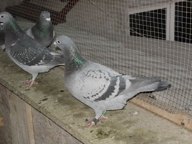 pigeon sarac 070