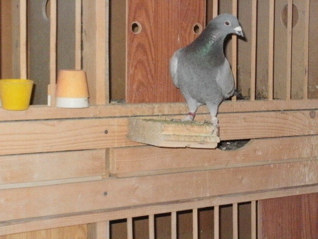 pigeon sarac 072 - porumbeii mei