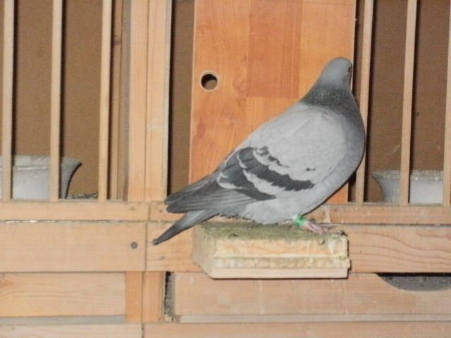 pigeon sarac 073 - porumbeii mei