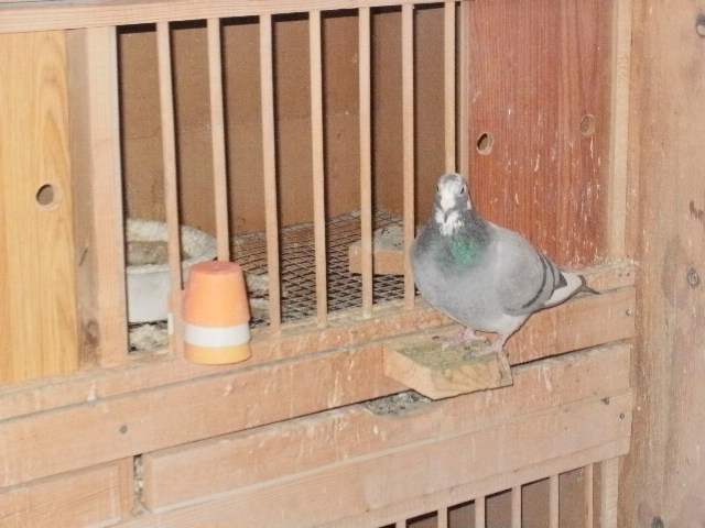 pigeon sarac 074 - porumbeii mei