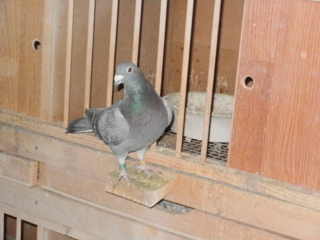 pigeon sarac 076 - porumbeii mei