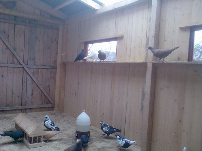  - 04-CARUNCULAT DE ORADEA 2008-2017