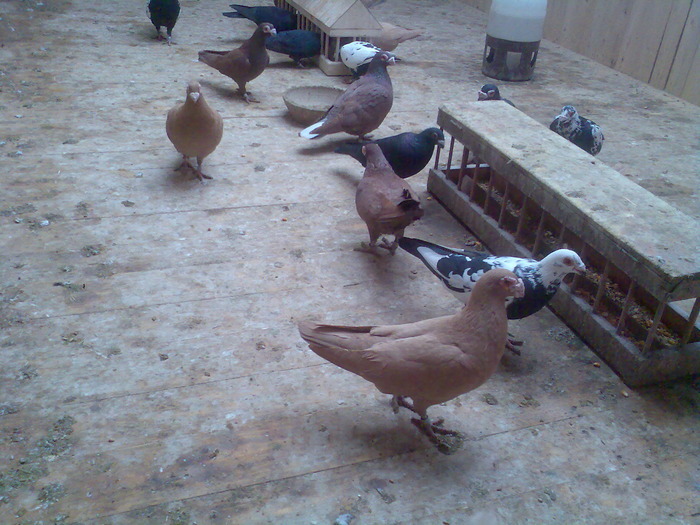  - 04-CARUNCULAT DE ORADEA 2008-2017