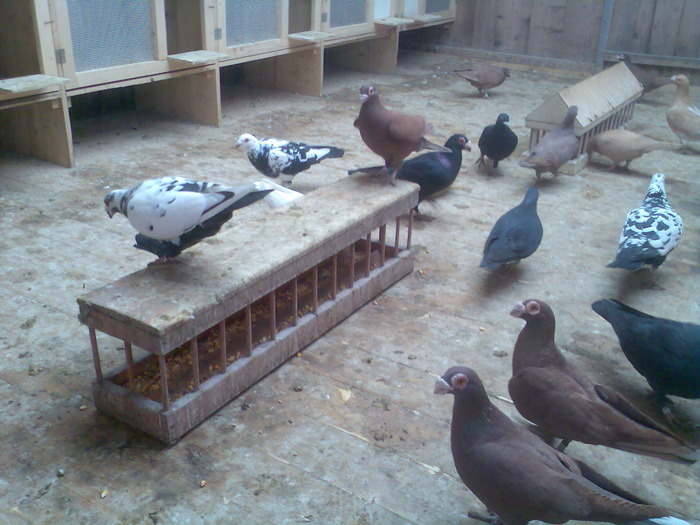  - 04-CARUNCULAT DE ORADEA 2008-2017