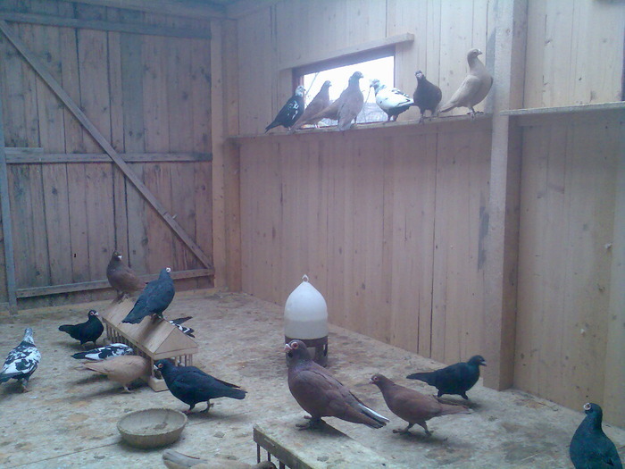  - 04-CARUNCULAT DE ORADEA 2008-2017