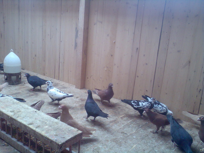  - 04-CARUNCULAT DE ORADEA 2008-2017