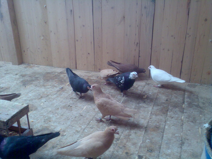 2009 - 04-CARUNCULAT DE ORADEA 2008-2017