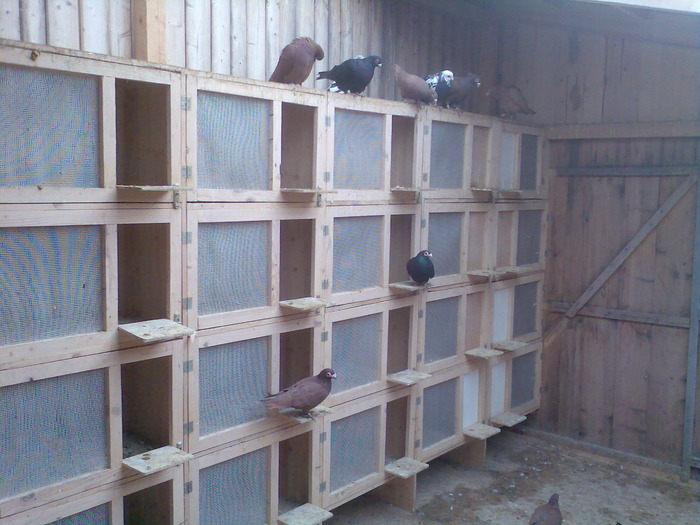  - 04-CARUNCULAT DE ORADEA 2008-2017