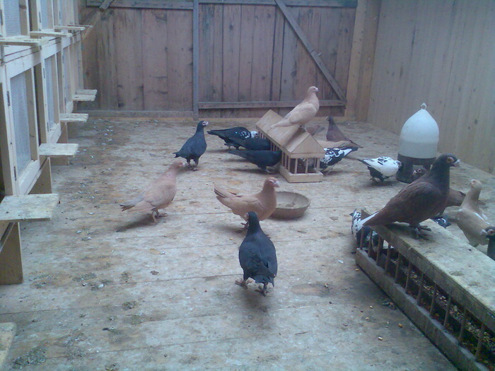  - 04-CARUNCULAT DE ORADEA 2008-2017