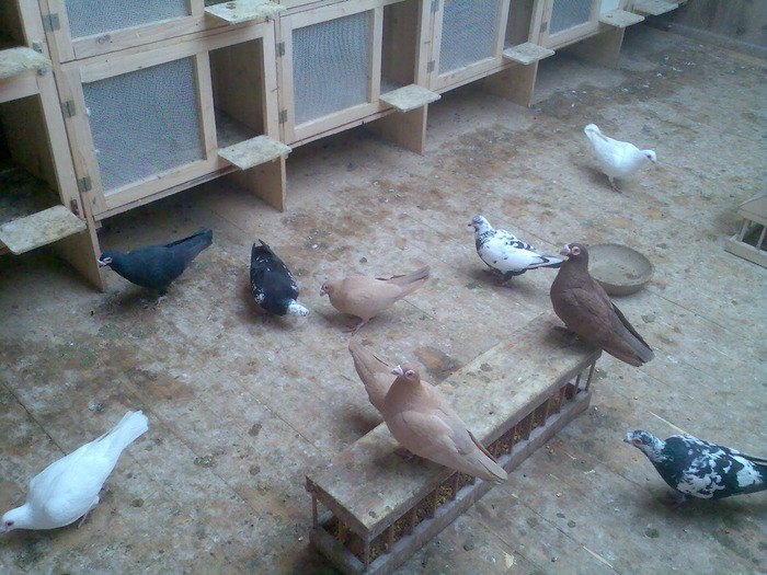  - 04-CARUNCULAT DE ORADEA 2008-2017