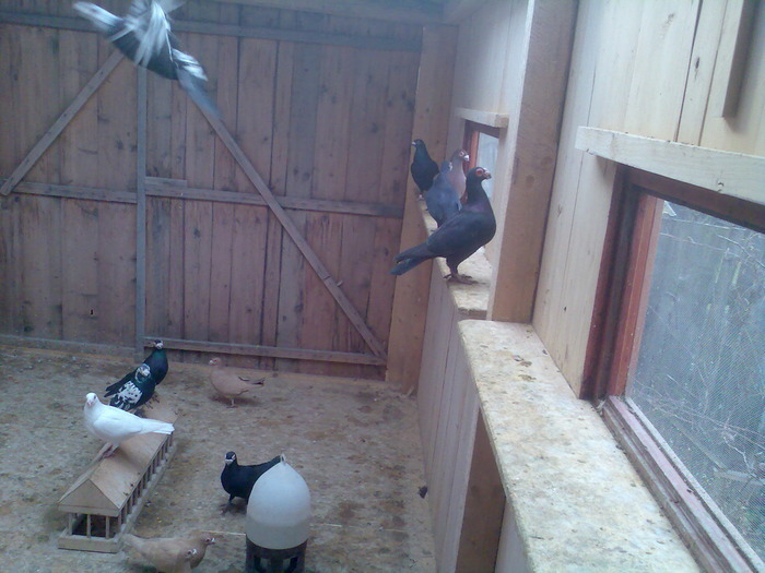  - 04-CARUNCULAT DE ORADEA 2008-2017