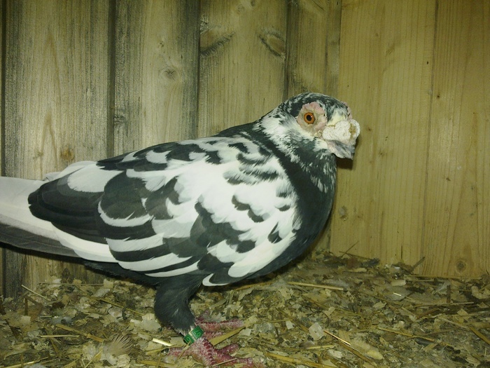  - 04-CARUNCULAT DE ORADEA 2008-2017